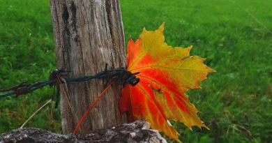 Autunno con Asiago Foliage 2019 e PomoPero